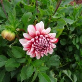 f366545375cfc956180d84ab66bd146a