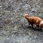 f402c0a9119dcf8c0a8ba36ac0f7c964