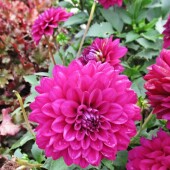 f52044d35a7076377faa0eaccad6c1e6