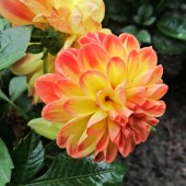 fdd380ce477d4960ce140b17c1f37d45