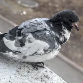 064192f887d760846d5a19032e6d7815