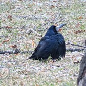 1aca9cd0e6740ad57fca8ceed205ede5