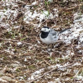 908db4cbea6b3119230a363b168fc1e9