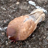 a08d23277875be1299c0e165b284b736