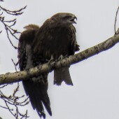 d1b7e22a69b407f369a9d6a9b3cc556d