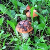 37ef6c05233d5d795b5e927f733b1485