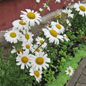 0181df7b1be7aef3e6c5f42aa1344959