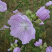 087a3a08b29ffeaff300ed42f8044785