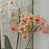 0a7dd03ed171d9a2b999dc764fc4cb08