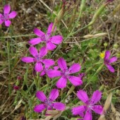 0ff6e4f323a464e605559f7b61e00964