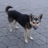 16e3f3fe4036e577230375b728643fa4