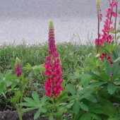 1c0a619972cce617ea74d1e220fb0f4b