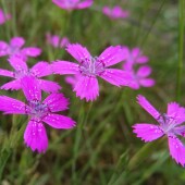 2dd88e188ffa15115cddd8e933b3b7a2