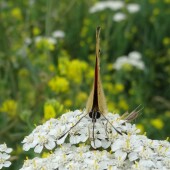 70ea92467cde3d414258825da0d9cd12