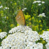 8eb5b03ee0d336772d0e8b6f2c938ed7