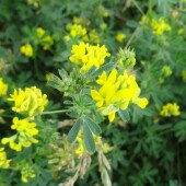 97589d3664f3c8677b0b6b58ac682f36