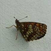 a082e5e41171e31a1a67917092e1cef9