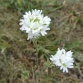 abfb9cae63db11d983562914e94520fa