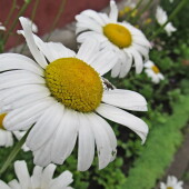 afffb90beaa526b616dcbf931a0eb7ad