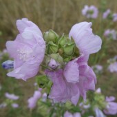 b5e9c9c22d3bb66e336de696d2b0406c