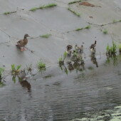 b9326b80b97e5a606cca4ad406218c43