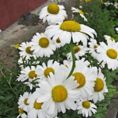 d4c89987b36d8b373076cdd447f08237