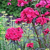 db50f56de76401c48b67efb3e98e1d2f