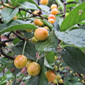 e3a977d7cf953a2a318a5442ff619014