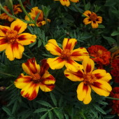 10cb44ccb85e4e2863f081c50086564d