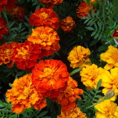 3620c0a2dfbe19569b60b4351a5fb6dc