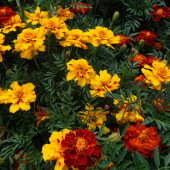 378f20b5c446f950ced0a409b8969001