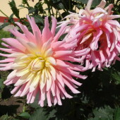 38a16e407471304b251564848a8103b8