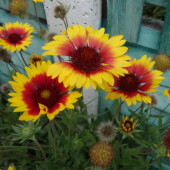 3c0a3b8d378d411cbec76d03716b2ec4