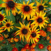 4969d38897b23c41c821d0005b58915b