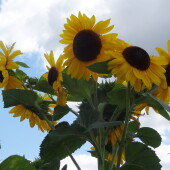 536e61d8df6d257bdc11caf90031ac30