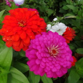 5a08bab8ff58986dacabb879db453e93