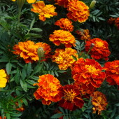 6c5e4e72479e45414afd74ac8143e45d