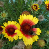 6d993c44c2b01620834dc3b97b2942dc