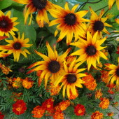 705965fac05dd239d5d9fa3c5094a3d2