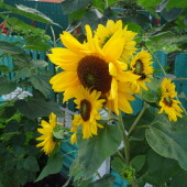 7ba1ae75303716ab0f04f494c6717d46