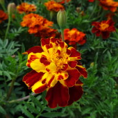 80cccf12d82a184eb226c0d01b418a68