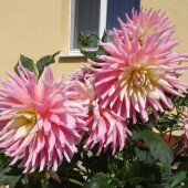 854a794305f1d94232492c9883037e8a