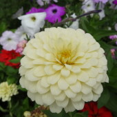 9182b894161eff30a83d86fdc0e2126e