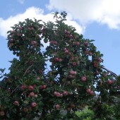 c0506511487e1bc52da386978baba6eb