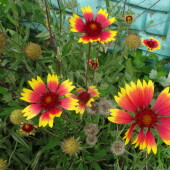 c508fa0ea13f0f9ac015d68d1f304dfd