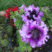 d34816f50fea4bf2cc088e3336ce4e07