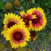 dc73a6935b5e4652302af6b8b3284c23