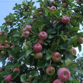 ec1ff883d5188b9b0ab505c16f53afc9