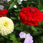 ed9ba2a18f1d48bcbb544b7665a5ba0c