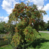 faeb48b726d08164e29e80f85d0cb3a3